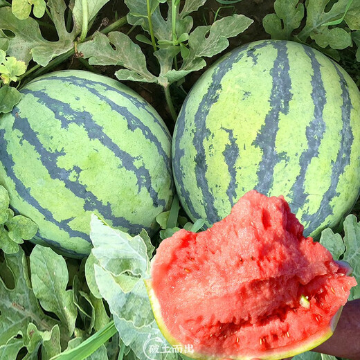 Yuhenong Special Sweet Watermelon Seeds Southern Spring 8424 Kirin Melon Pot Planting Rock Sugar Kirin Watermelon Seeds 30 capsules