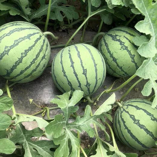 Zhongke Maohua melon and fruit seeds Zhongke Bingqilin watermelon seed improved 8424 Jingxin type replaces Meidu watermelon variety with crack resistance Zhongke Bingqilin 1000 capsules/box one acre package