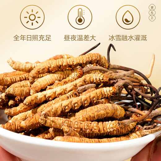5 Wild Cordyceps sinensis auf Lei yunshang/g 15g etwa 75 Tibet Nagqu Cordyceps Geschenkbox Geschäftsgeschenk