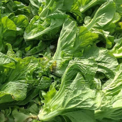 Sichuan Kuanbang green vegetable seeds, pickled pickles, sauerkraut, pickles, medium-ripe large-leaf autumn sown vegetable seeds, hot product impulse, Kuanbang green vegetable seeds, new this year, RNG9 original factory, 2 packs, about 2,000 grains