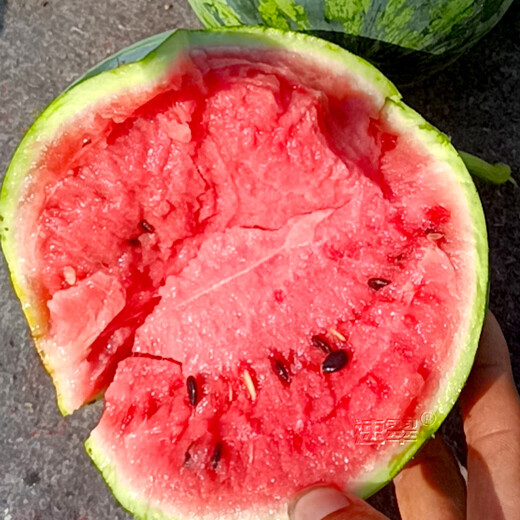 NONGZHIZI Lazy Man Watermelon Seed Extra Large Spring Meidu Watermelon Seed 50 capsules/bag