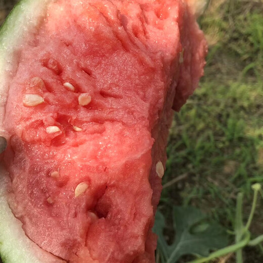 Zhongke Maohua melon and fruit seeds Zhongke Bingqilin watermelon seed improved 8424 Jingxin type replaces Meidu watermelon variety with crack resistance Zhongke Bingqilin 1000 capsules/box one acre package