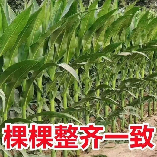 New species double national review original Zhongkeyu 505 corn seeds are resistant to lodging and insects. It is good to sow low-stem big stick seeds in spring and summer. New species original Zhongkeyu 505 4200 grains x1-pack