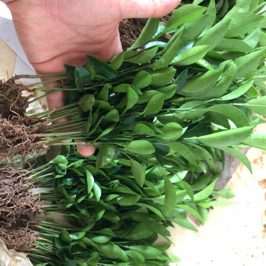 Sichuan red orange saplings, red orange seedlings, grafted seedlings, grafted seedlings, detoxified seedlings, red orange seed replacement seedlings, greenhouse seedlings, red orange seedlings, 10/20 cm high, 500 trees