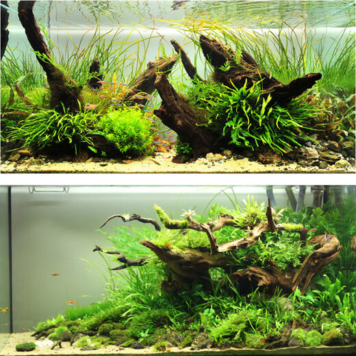 Pisholding Landscaping 80-100 cm Large grande plate-forme de tortue de type pont arc rampant des crevettes pour éviter