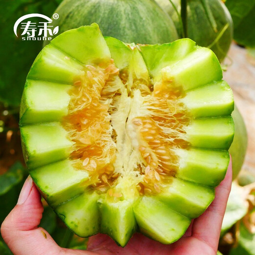 Shouhe Xinjiang Hami Melon Seeds Southern and Northern Early Maturing Super Sweet Xiangfei Reticulated Honeydew Melon Tokyo Crispy Treasure Melon Seeds 2g