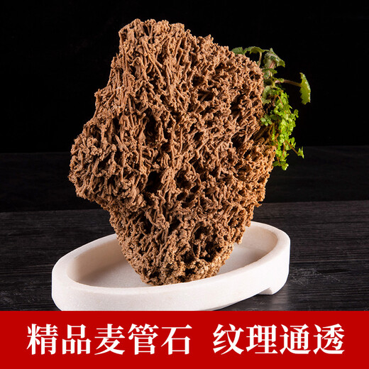 Shiguang Xiaozhan boutique gold straw stone natural water-absorbing stone rockery bonsai stone plant fossil small ornaments straw stone 31-35cm piece