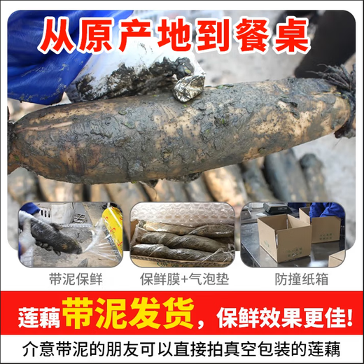 Jingmi Hubei green mud lotus root with mud to lock in freshness. Net weight 3Jin Jin is equal to 0.5kg. Selected middle section. Excellent for soup. Straight from the source.