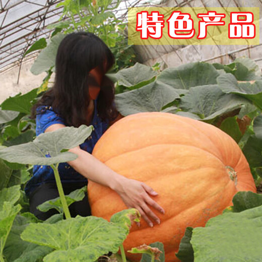 Vegetable Friends Big Pumpkin Seeds Giant Ornamental Edible High-yielding and Disease-Resistant Four-Season Sowing Pumpkin Seeds Vegetable Seeds 15 Giant Pumpkins