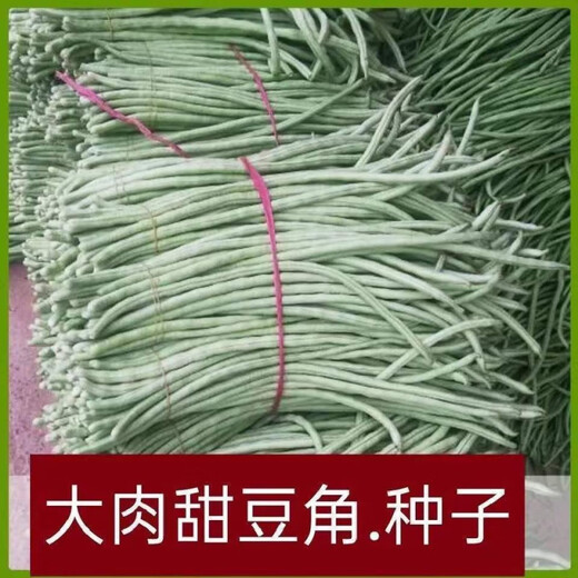 Super delicious big flesh glutinous rice sweet bean seeds white long beans sown in spring, summer and autumn white jade long cowpeas easy to grow vegetable poultry big flesh glutinous rice sweet beans seeds original quality 2 packs + fertilizer
