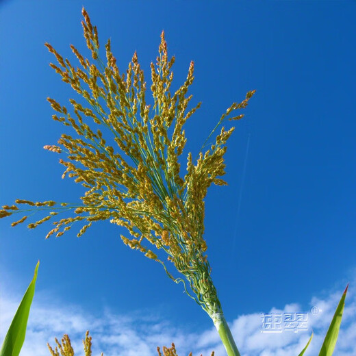 农之子（NONGZHIZI）酿酒红高粱种子南方北方贵州红缨子矮杆杂交12优2号高杆 笤帚高粱一号种子 50g/做扫把