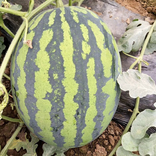 Zhongke Maohua Melon Fruit Seeds Zhongke Milong Sweet King Watermelon Seeds Large Fruit Type Big Red Flesh Single Melon 15-20 Jin Jin equals 0.5 kg Easy to grow Zhongke Milong 100g/box About 1600 seeds for seedling cultivation
