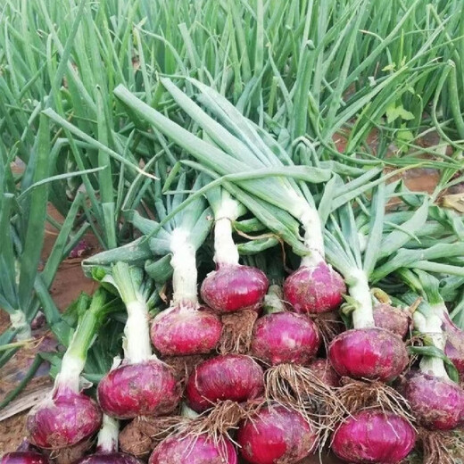 Purple-skinned onion seedlings, fruit red-skinned onion seedlings, four-season garden vegetable seedlings, 20 trial plantings, purple-skinned fruit onion seedlings, high-yielding king