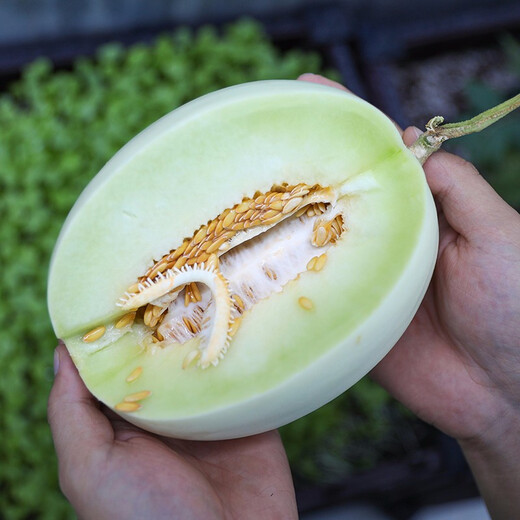 Shouhe Yugu melon, jade mushroom melon, sweet, crisp and tender melon, family field planting, winter and spring sowing melon seeds, new Yugu melon seeds, 30 capsules