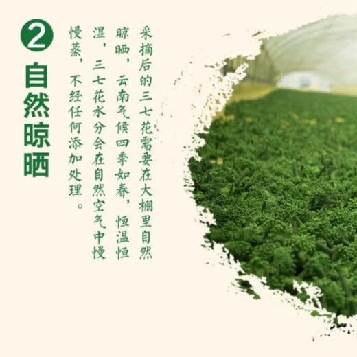 福美柒三七花头茬新花 云南三七花茶 精选四年花 特级文山三七花茶250克 田七花泡茶的功效500克 精选当季新三七花【250克】