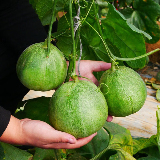 Beishu Melon Seeds Emerald Rock Sugar Seeds Croissant Honey White Sand Honey Spring Cantaloupe Seeds Beishu Bing Jade Melon Seeds 50 capsules 2 bags