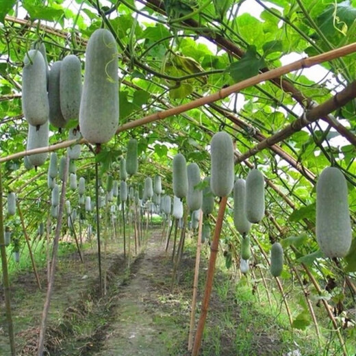 One melon per section, winter melon seeds, hairy section melon, small winter melon, stable yield for all seasons in spring, potted vegetable seeds, 20 pieces, pink-skinned winter melon