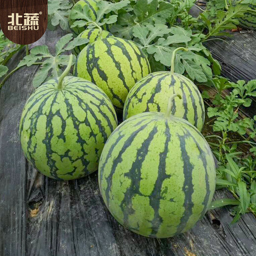Beishu watermelon seed seedlings rock sugar unicorn 8424 potted watermelon seeds rock sugar unicorn melon seeds about 150 pieces