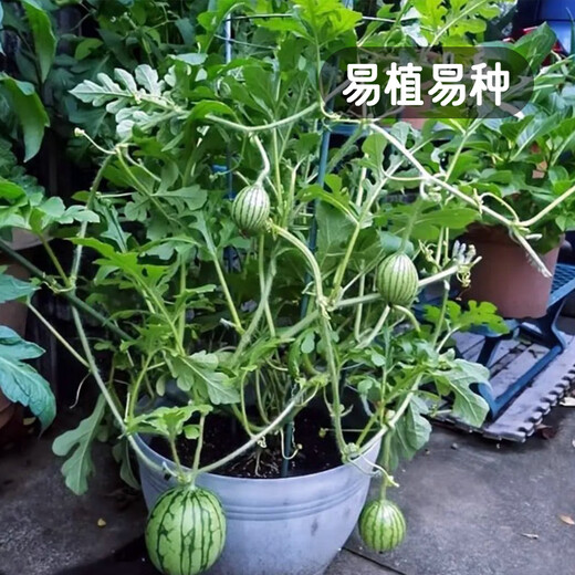 Fengming Yashi early-maturing small watermelon seeds thin skin few seeds yellow flesh watermelon fruit seeds four seasons little bee watermelon seeds 10 capsules