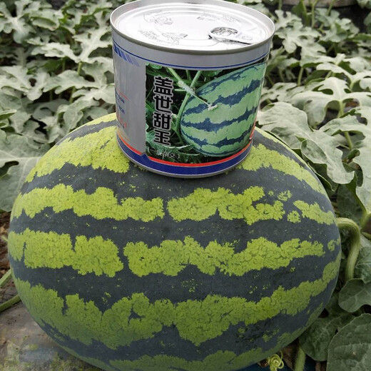 Zhongke Maohua Fruit and Vegetable Seeds Unparalleled Sweet King Watermelon Seeds High Round Big Red Flesh Watermelon Seeds Planted in Myanmar Base Unrivaled Sweet King 50 capsules/bag Trial Planting Pack