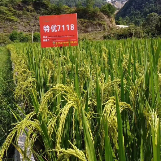 Dao Yufeng Agricultural Premium 7118 Рисовые семена, зерна, стебли, желтые шипы, фиолетовый Беззерновая круглая рисовая мука Специальный рис Специальный рис премиум-класса 7118 Рисовая мука Специальный рис 2 Цзинь Цзинь равен 0,5 кг, упакован в 1 пакет (бесплатная подарочная упаковка риса)