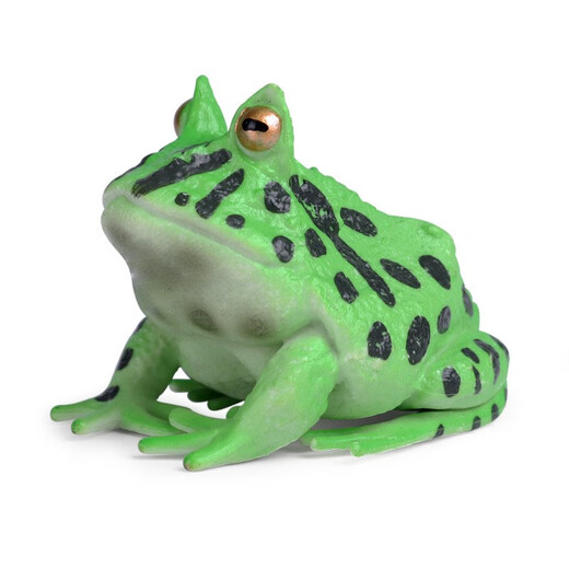 Oenux Simulation cognitive grenouille jouet solide enfant de poupée pour enfants Small Ornaments Bullfrog Frog Frog Bullfrog Frog Toad 1429 Africain Reed Frog