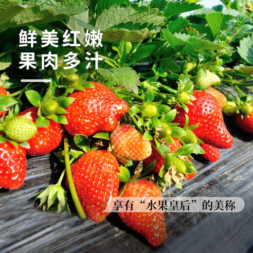 Strawberry seed cream strawberry seedlings for planting indoor and outdoor balcony vegetables and fruits potted flower seeds Dandong spring four seasons Rainbow field four seasons milk strawberry seeds 150 capsules * 2 packs