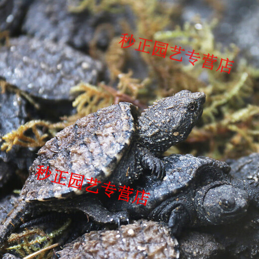 OIMG small snapping turtle live seedling pet turtle size active ornamental turtle water turtle crocodile turtle mixed Buddha new product snapping turtle 5-6 cm
