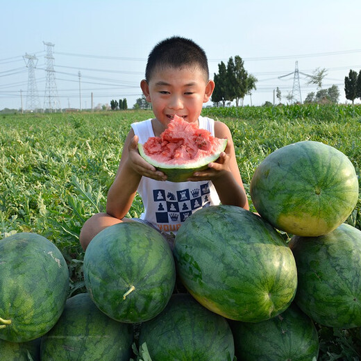 Zhongke Maohua Lazy Man Zhizunbao watermelon seeds, no pruning, no forking, low temperature resistant large fruit watermelon seeds, home gardening potted plants Lazyhan Zhizunbao 100g/box, low temperature resistance, no pruning required