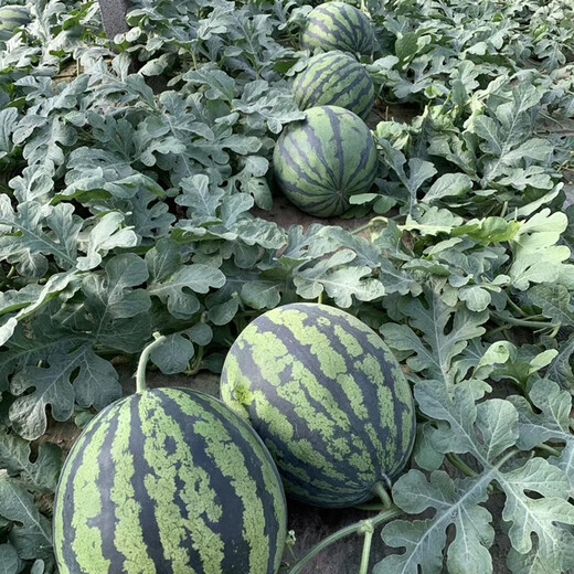 Zhongke Maohua Melon Fruit Seeds Zhongke Milong Sweet King Watermelon Seeds Large Fruit Type Big Red Flesh Single Melon 15-20 Jin Jin equals 0.5 kg Easy to grow Zhongke Milong 100g/box About 1600 seeds for seedling cultivation