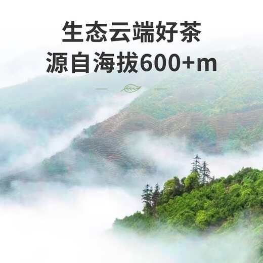 顶青湖 特级凤凰单枞茶蜜兰香潮州乌岽单丛高山老枞乌龙茶礼盒装500g