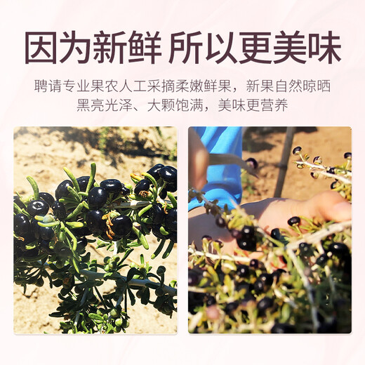 杞里香黑枸杞120克 青海柴达木黑枸苟杞南北干货养生茶饮 团购礼品