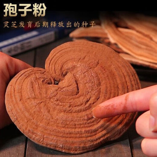 
Baiyun Mountain Changbai Mountain Preferred Ganoderma lucidum spore powder head Dorianzhi spore powder red Ganoderma lucidum seed powder powder special Ganoderma lucidum spore powder [500g] high-end leather box Give a bag of Ganoderma lucidum slices