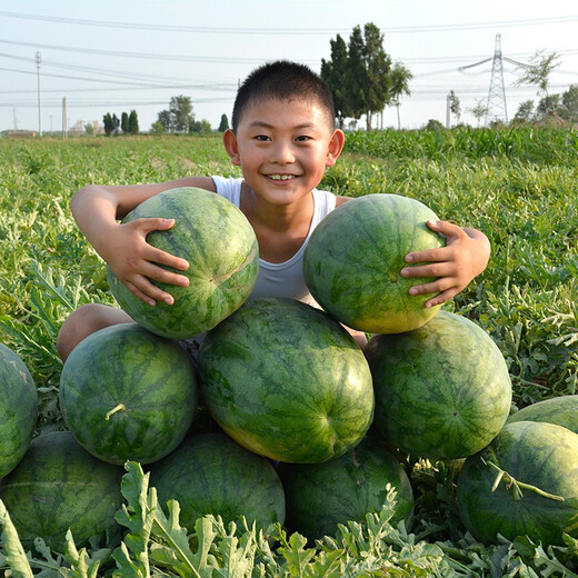 Zhongke Maohua Lazy Man Zhizunbao watermelon seeds, no pruning, no forking, low temperature resistant large fruit watermelon seeds, home gardening potted plants Lazyhan Zhizunbao 100g/box, low temperature resistance, no pruning required