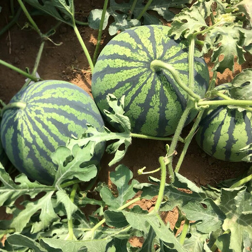 Zhongke Maohua Fruit and Vegetable Seeds Unparalleled Sweet King Watermelon Seeds High Round Big Red Flesh Watermelon Seeds Planted in Myanmar Base Unrivaled Sweet King 50 capsules/bag Trial Planting Pack