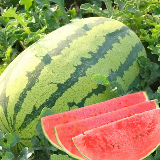 Changgong 8424 Watermelon Seed Sweet King Extra Large Kirin Melon Seedless Lazy Man Watermelon Seasonal Fruit Seed Vegetable Seed Lin Feng Changlong Watermelon 100g Original 900 Capsules