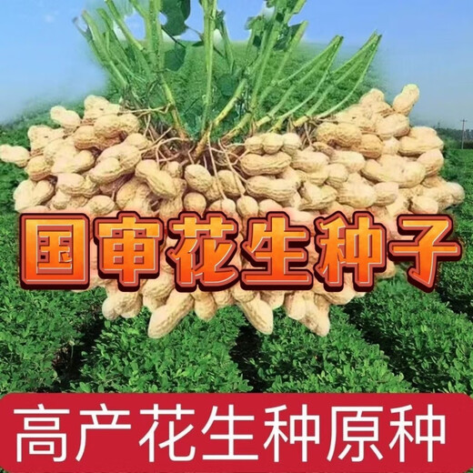 2024 New High Yield Peanut Seeds New Arrivals Peanut Seeds Peanut Original Seeds Academy of Agricultural Sciences Raw Peanuts Shelled Seeds High Yield Peanut Seeds 100% Original Seeds 1-1 In Shell Five Jin Jin is equal to 0.5 kg 2/500 g