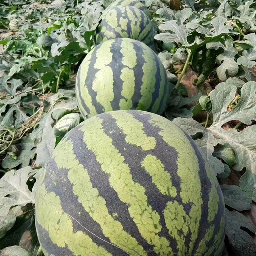Zhongke Maohua Melon Fruit Seeds Zhongke Milong Sweet King Watermelon Seeds Large Fruit Type Big Red Flesh Single Melon 15-20 Jin Jin equals 0.5 kg Easy to grow Zhongke Milong 100g/box About 1600 seeds for seedling cultivation