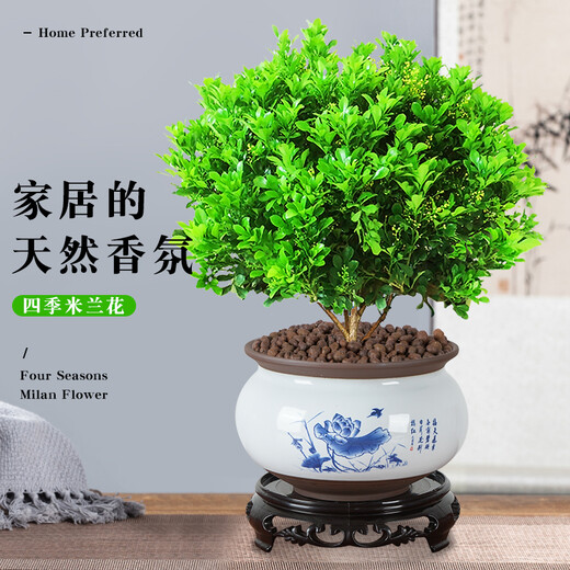 Xilin Garden Mailand -Blütenplants, Blumen und Pflanzen Innenblütensämlinge, in allen Jahreszeiten blühen und Luftbalkongrünen Pflanzen reinigen. Mailand + Sky Blue Pot 686 + Runde Paletten. Lieferung mit Töpfen
