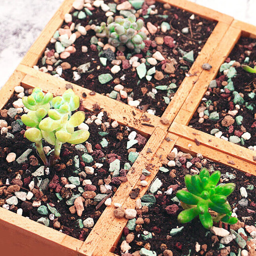 Green succulent special granular soil nutrient soil paving stone full particle universal medium potted planting soil decoration