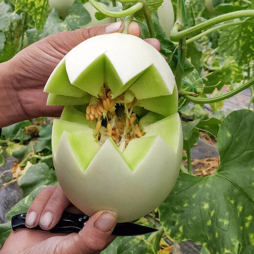 Shouhe Yugu melon, jade mushroom melon, sweet, crisp and tender melon, family field planting, winter and spring sowing melon seeds, new Yugu melon seeds, 30 capsules