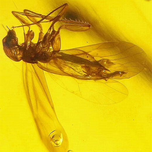 Xuanshi's new Burmese natural bee insect amber spider amber Cretaceous insect fossil paleontological specimen authentic 7.01 38*29*12mm 7.01g