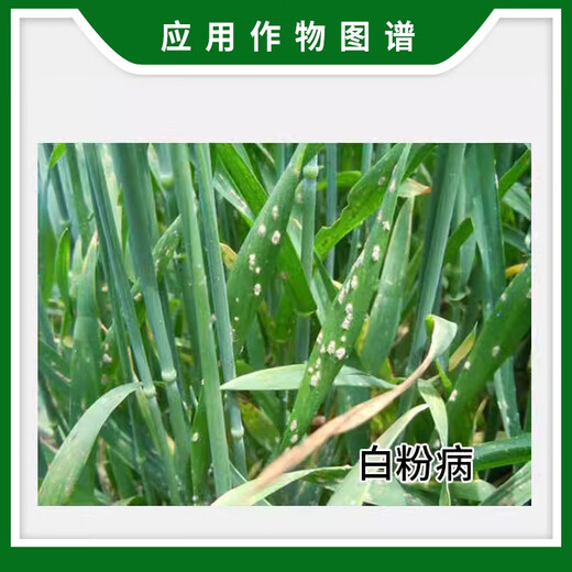Guoguang 15% Triadimefon Triadimefon Wheat Powdery Mildew Pesticide Agricultural Materials Agricultural Fungicide 50g 5g*100