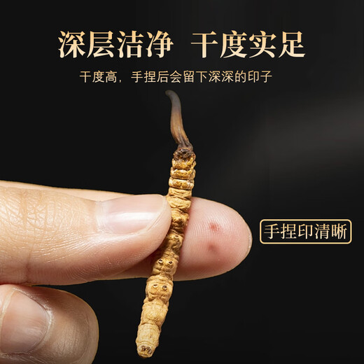 
Kangyuan Tibetan Grassland Ksaffron Selected Quality Gifts for Parents, Colleagues and Teachers Use Tibet Tonic Tea Beverage Gift Box 25g Saffron + Cordyceps sinensis 20 tube gift box [10 points to be proud of]