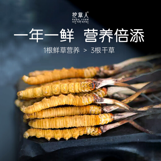 挖草人【西藏那曲】新鲜野生冬虫夏草 2025那曲野生鲜虫草头茬鲜虫草 0.8克/根 那曲野生鲜虫草 20根