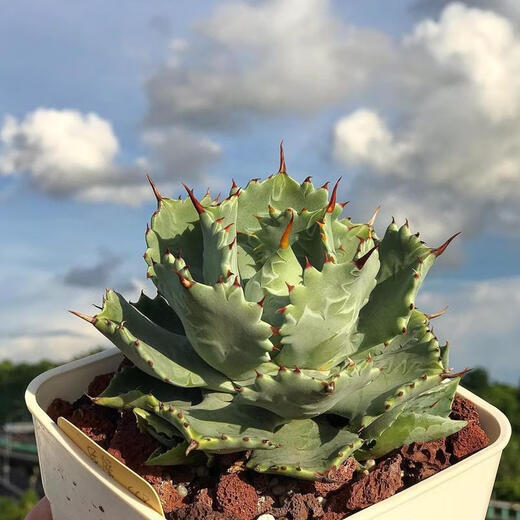 
Mingyu Junyue Argan Agave Trendy Plants are simple and easy to grow desert green plants with thick leaf agave drought-tolerant plants. Argan Agave 8-10 cm. No pots