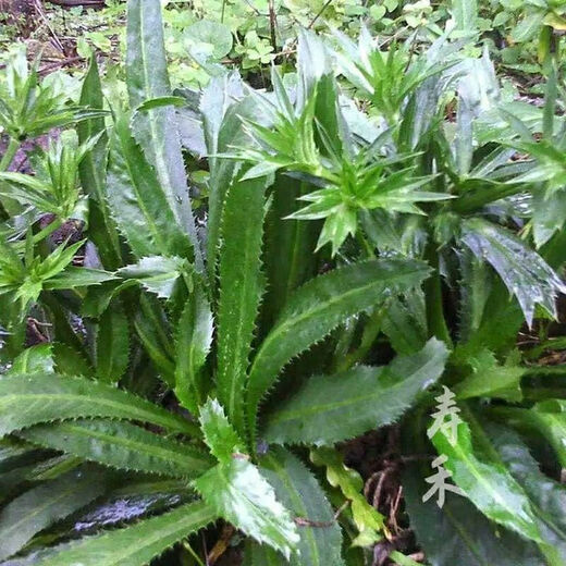 Yunnan Coriander Seeds Burmese Eryngium Coriander Seeds Coriander Seeds Autumn Vegetables Four Seasons Potted Coriander Seeds 2000 + Rooting Fertilizer