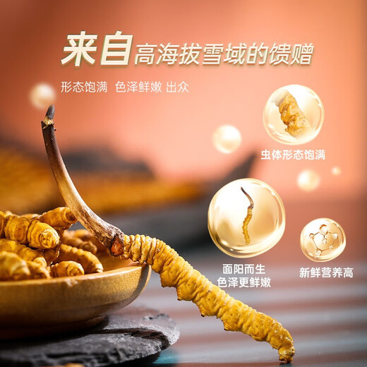 圣迪康藏2025年西藏那曲野生头茬新鲜冬虫夏草滋补品礼品 【顺丰空运】 0.8克/根  10根装