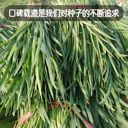 Fengming Yashi Shandong fine-leaf leek farmhouse old variety leek family balcony four-season vegetables small fine-leaf leek seeds 10g