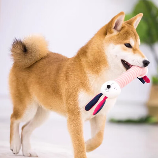 GiGwi dog toys Kaqu series plush chew-resistant, teeth-relieving and boredom-relieving pet puppy vocal toy Kaqu bear